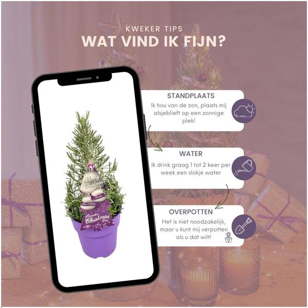 Echt duftender Lavendel-Weihnachtsbaum - Echte geurende Lavendel Kerstboom - 15 cm Ø - 40-50 cm ↨  - Lavendel