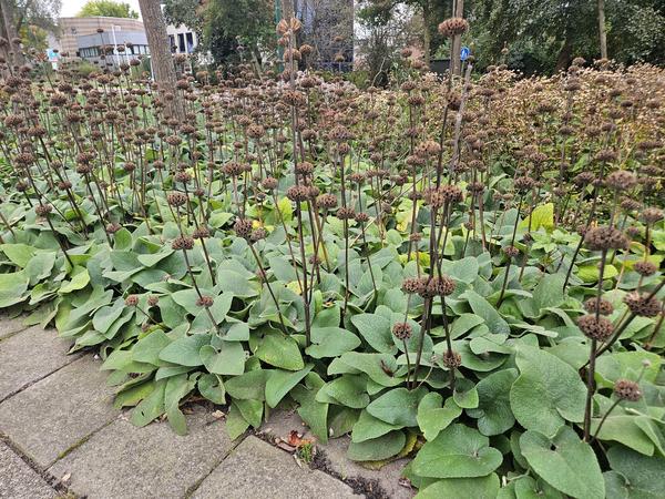 Syrisches Brandkraut - Phlomis russeliana - ↕10-25cm - Ø9cm - 6x