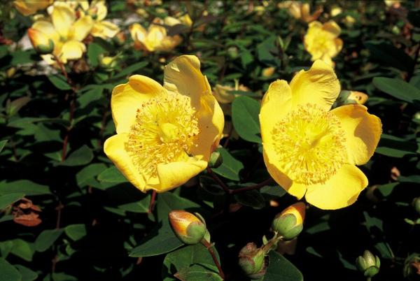 Johanniskraut - Hypericum dummeri 'Peter Dummer' - ↕10-25cm - Ø9cm - 6x