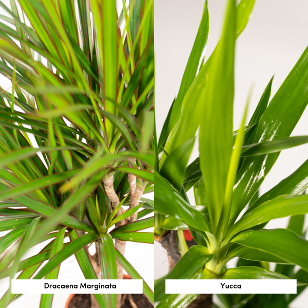 Palmen Mix - Dracaena -↨120cm - Ø21cm + Yucca - ↨100cm - Ø21cm