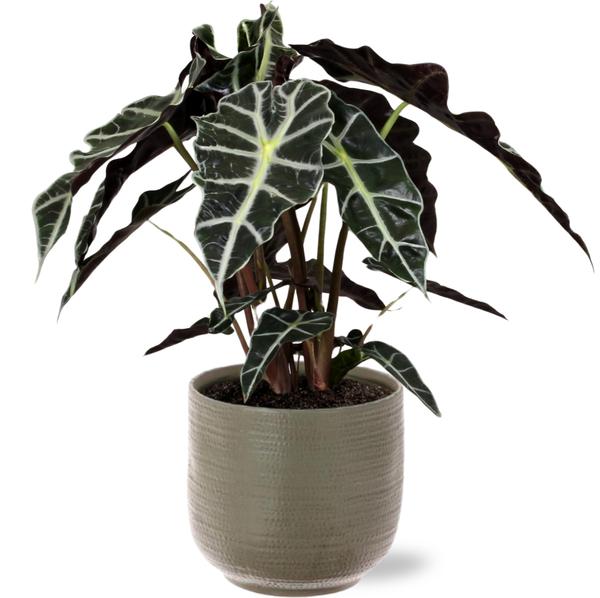 Elefantenohr - Alocasia Polly - Ø17cm - ↕45cm + Aresso Pot D18x16,5cm - Topf Grau Grün