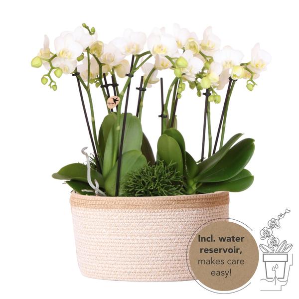 Orchideen Set - weißes Pflanzenset im Baumwollkorb inkl. Wassertank drei weiße Orchideen Amabilis 9cm und drei Grünpflanzen | Dschungelstrauß weiß mit autarkem Wassertank