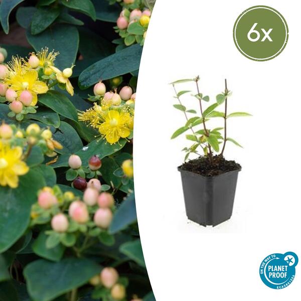 Johanniskraut - Hypericum inodorum 'Annebel' - ↕10-25cm - Ø9cm - 6x