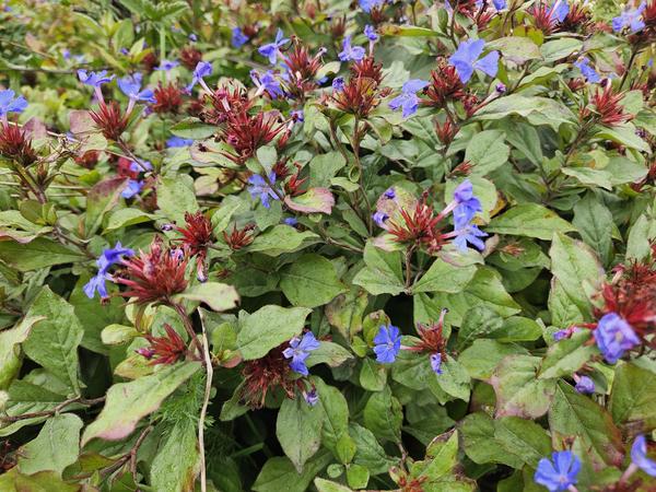 Chinesischer Bleiwurz - Ceratostigma plumbaginoides  - ↕10-25cm - Ø9cm - 6x