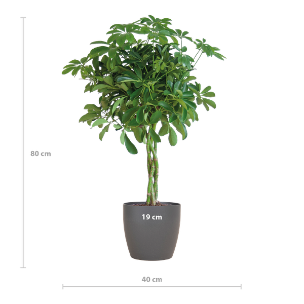 Strahlenaralie - Schefflera Arab Nora mit Topf Viber grau – 70 cm – Ø21