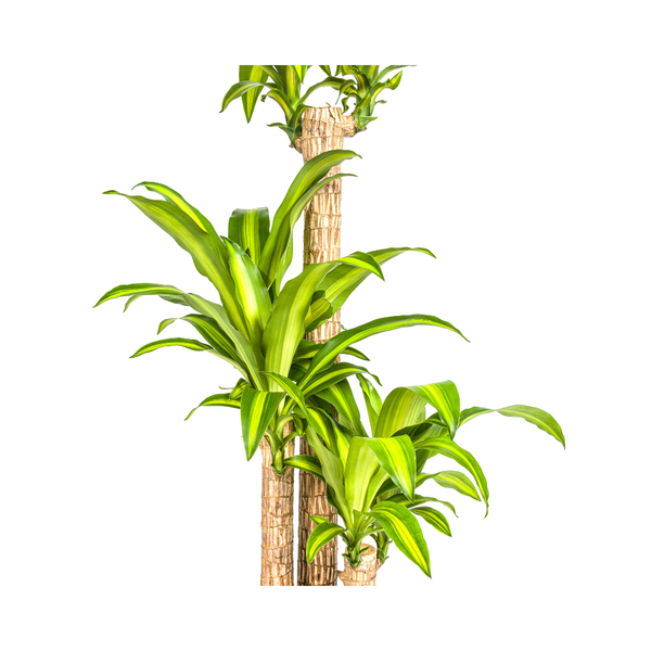 Drachenbaum - Dracaena Fragrans Massangeana Ø24cm - ↕140cm