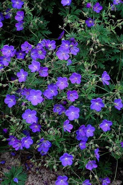 Storchschnabel Johnson blue - Geranium 'Johnson's Blue' - ↕10-25cm - Ø9cm - 12x