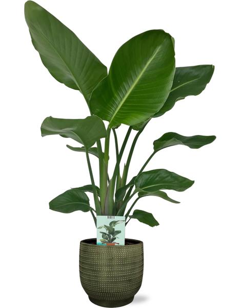 Strelitzia Nicolai - Ø19cm - ↕90cm + Lykke Pot D21x20cm - Topf Grün