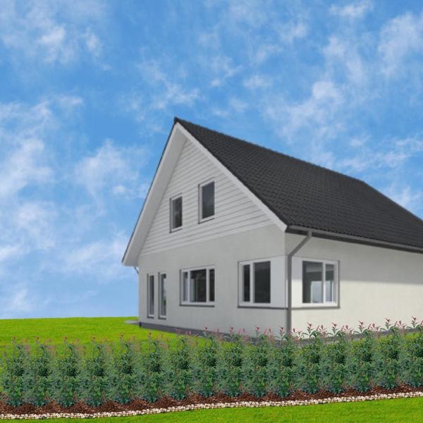 Glanzmispel - Photinia fraseri 'Carré Rouge' - Große Glanzmispel Pflanzen für 10 laufende Meter Hecken - 12L - 20x ↨ 125-150 cm - Carré Rouge