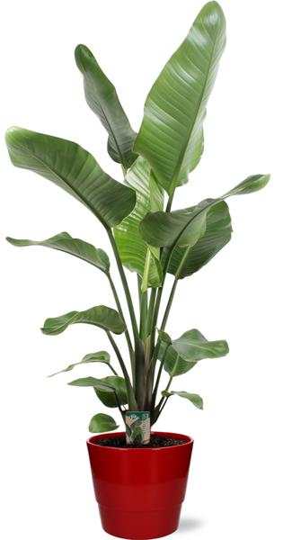 Strelitzia Nicolai - Ø21cm - ↕120cm + Pot Basic D22x19cm - Topf Rot