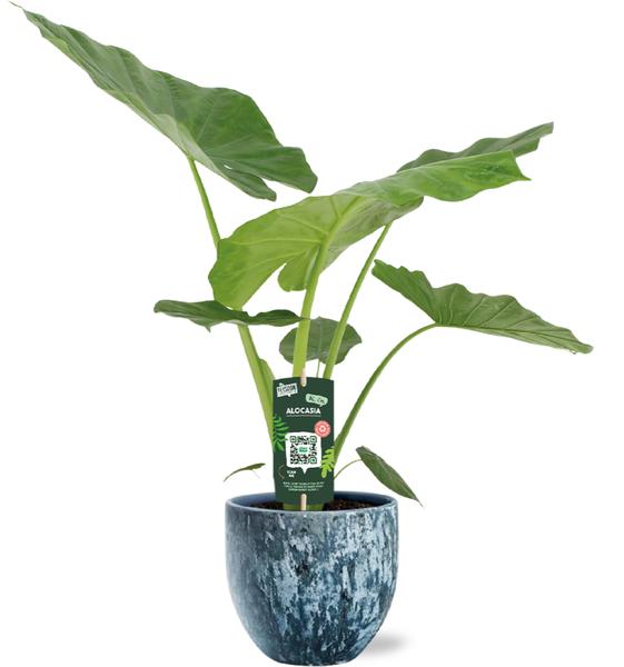 Riesenelefantenohr - Alocasia Macrorrhiza - Ø19cm - ↕70cm + Sem Pot D20x18cm - Topf Blau