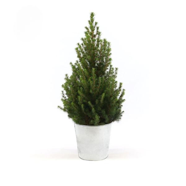 Zuckerhutfichte - Picea Gl. 'December' + Pot Zinc - Ø21cm - ↕70cm