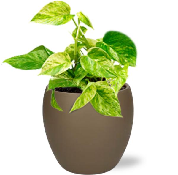 Efeutute - Epipremnum Happy Leaf - Ø12cm - ↕15cm + Bowl Pot D13/14.5x13cm - Topf Braun