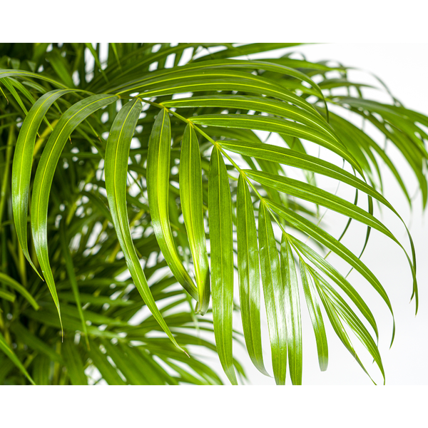 Arecapalme Dypsis lutescens Ø27cm - ↕180cm