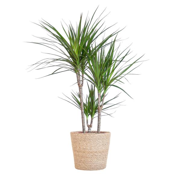 Drachenbaum - Dracaena Marginata mit naturfarbenem Korb  - 95cm - Ø21