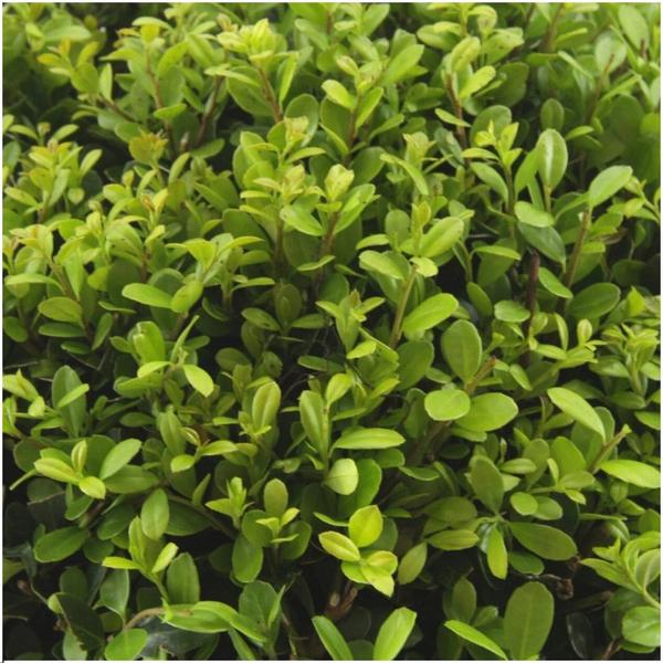 Japanische Stechpalme - Ilex crenata 'Jenny' - 72 x Ø7 cm - ↕15 cm - 12 x 6 Stück