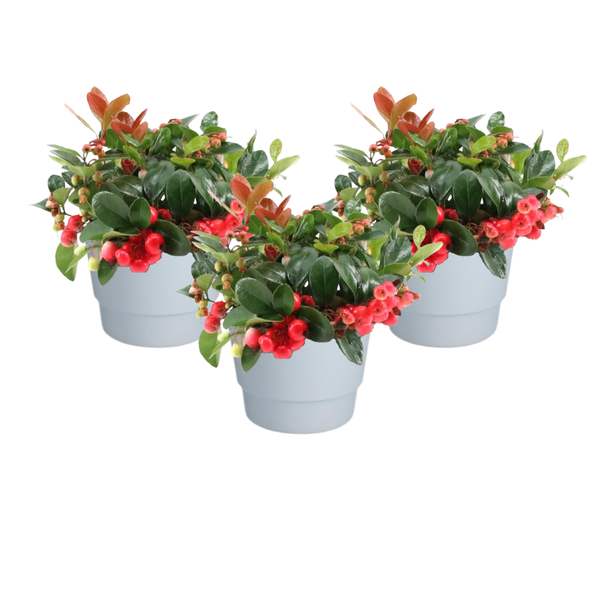 Wintergrün Big Berry Set - Gaultheria Pr. 'Big Berry' + Pot Basic Weiß - 3 Stück - Ø10cm - ↕15cm Topf weiß