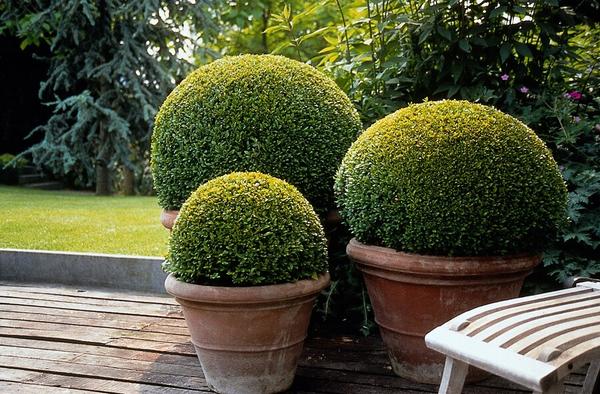 Buchsbaum - Buxus Sempervirens - ↕10-25cm - Ø9cm - 12x