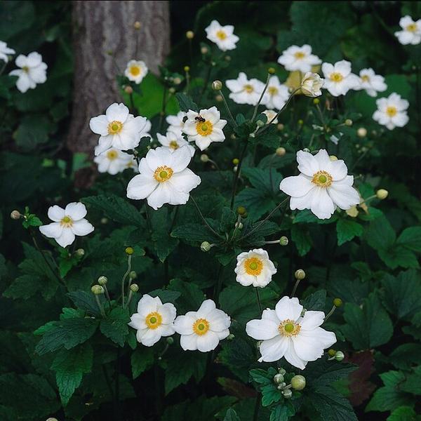 Herbstanemone - Anemone hyb. 'Honorine Jobert' - ↕10-25cm - Ø9cm - 40x