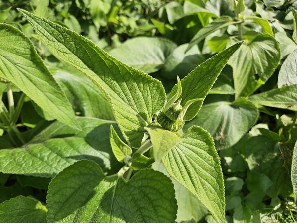 Syrisches Brandkraut - Phlomis russeliana - ↕10-25cm - Ø9cm - 12x