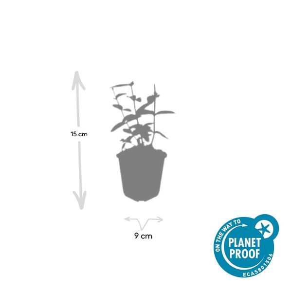 Johanniskraut - Hypericum inodorum 'Annebel' - ↕10-25cm - Ø9cm - 20x