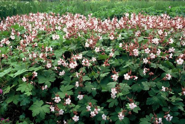 Balkan Storchschnabel 'Spessart' - Geranium macr. 'Spessart' - ↕10-25cm - Ø9cm - 40x