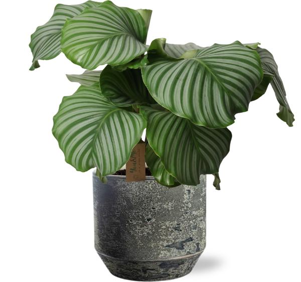 Gebetspflanze - Calathea Orbifolia - Ø21cm - ↕55cm + Lars Pot D24x22cm - Topf Grau