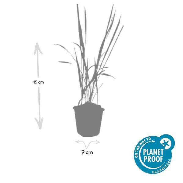 Japanisches Blutgras - Imperata cylindrica 'Red Baron' - ↕10-25cm - Ø9cm - 6x