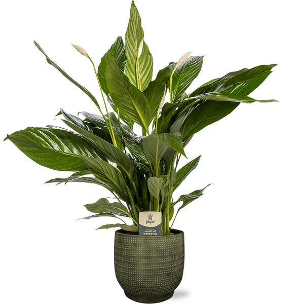 Friedenslilie - Spathiphyllum Bingo Cupido - Ø19cm - ↕80cm + Lykke Pot D21x20cm - Topf Grün