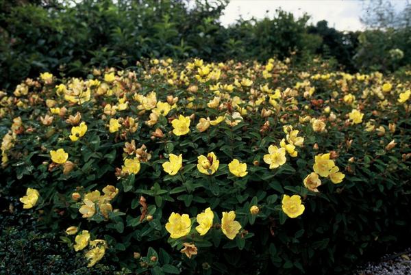 Johanniskraut - Hypericum dummeri 'Peter Dummer' - ↕10-25cm - Ø9cm - 20x