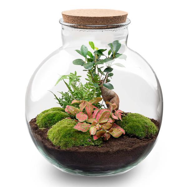 Flaschengarten - Terrarium Bolder Bob Bonsai + LED-Beleuchtung im Kork