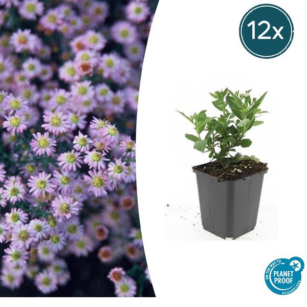 Asiatische Wildaster - Aster ageratoides 'Stardust' - ↕10-25cm - Ø9cm - 12x