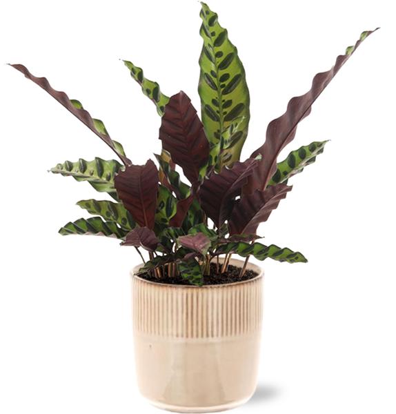 Klapperschlangenpflanze - Calathea Insignis - Ø12cm - ↕50cm + Terni Pot D13,5x13cm - Topf Rosa