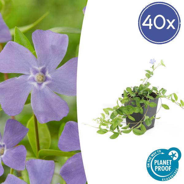 Kleines blaues Immergrün - Vinca minor - ↕10-25cm - Ø9cm 40 Stück