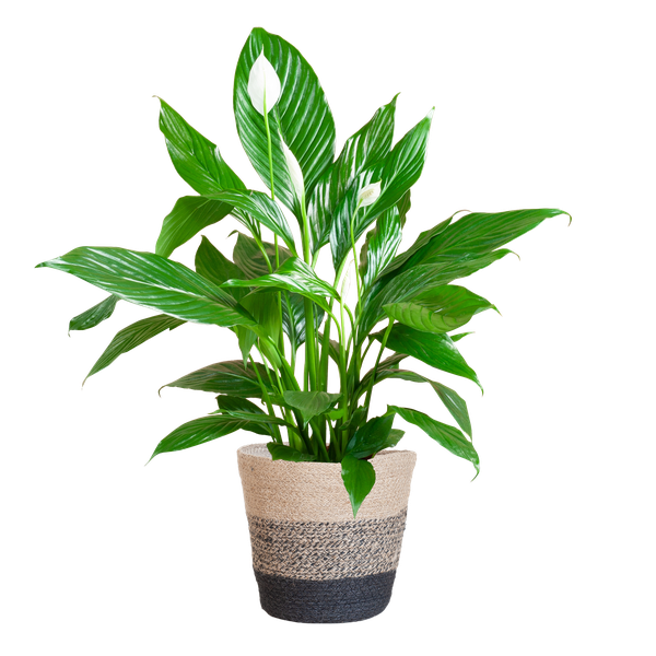 Friedenslilie - Spathiphyllum mit Korb Lissabon Schwarz - 80cm - Ø21