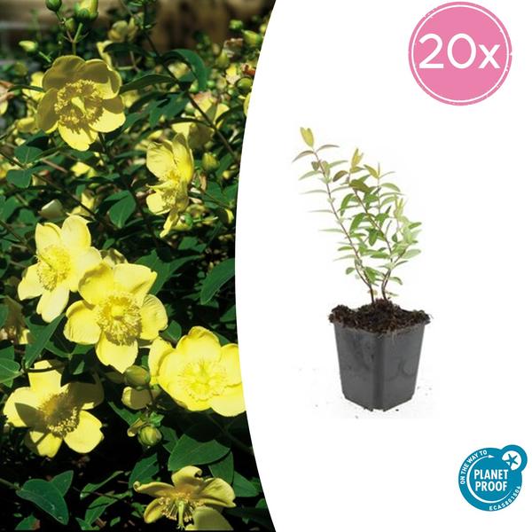 Johanniskraut - Hypericum 'Hidcote' - ↕10-25cm - Ø9cm - 20x