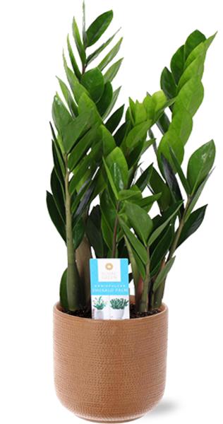 Smaragdpalme - Zamioculcas Zamiifolia - Ø17cm - ↕60cm + Aresso Pot D18x16,5cm - Topf Braun