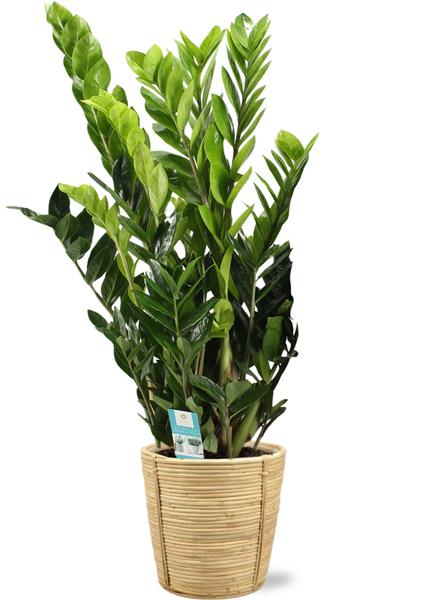 Smaragdpalme - Zamioculcas Zamiifolia - Ø21cm - ↕95cm + Bibek Pot D22x22cm - Basket Korb Natürlich