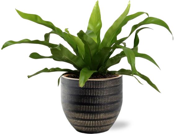 Vogelnestfarn - Asplenium Antiquum - Ø12cm - ↕25cm +  Beau Pot D14x13cm - Topf Schwarz