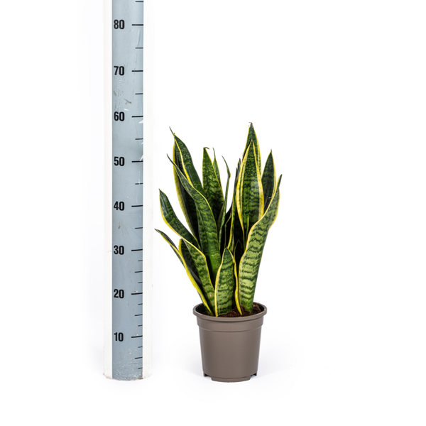 Schwiegermutterzunge - Sansevieria Trifasciata Futura Superba Ø17cm - ↕50-55cm