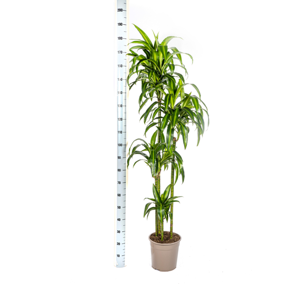 Drachenbaum - Dracaena Deremensis Hawaiian Sunshine Ø27cm - ↕180cm