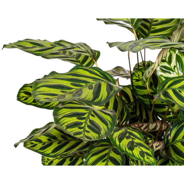 Pfauenpflanze - Calathea Makoyana Ø27cm - ↕70cm