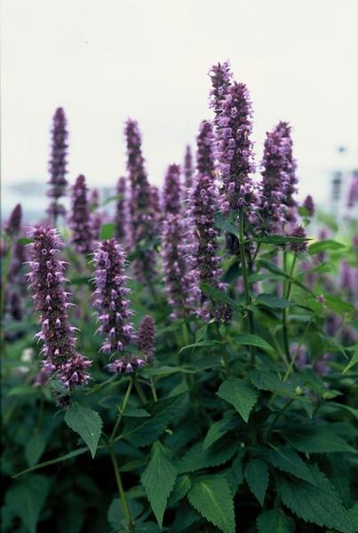 Blaunessel - Agastache 'Blue Fortune' - ↕10-25cm - Ø9cm - 20x