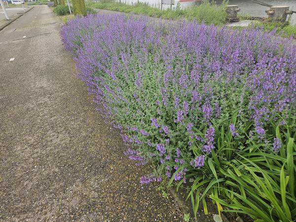 Katzenminze - Nepeta 'Walker's Low' - ↕10-25cm - Ø9cm - 6x