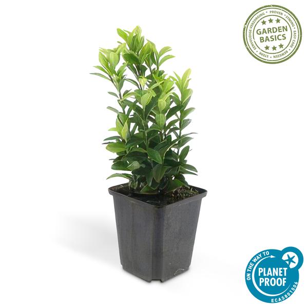Japanische Spindelstrauchhecke - Euonymus jap. Green Spire - ↕10-25cm - Ø9cm 12 Stück