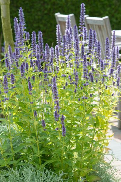 Duftnessel - Agastache 'Black Adder' - ↕10-25cm - Ø9cm - 40x