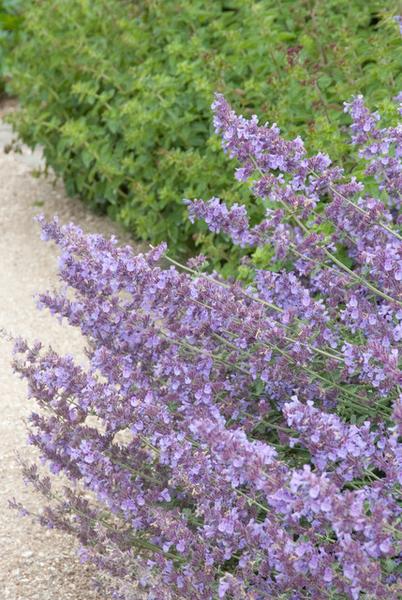 Katzenminze - Nepeta 'Walker's Low' - ↕10-25cm - Ø9cm - 20x