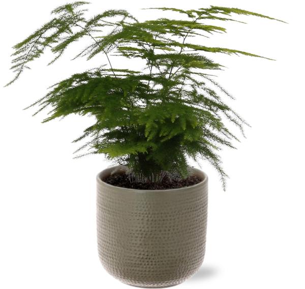 Spargelfarn - Asparagus Setaceus - Ø12cm - ↕28cm + Aresso Pot D13x12,5cm - Topf Grau Grün