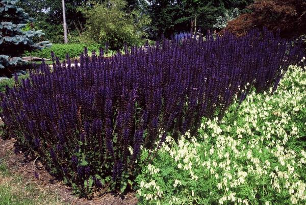 Steppensalbei - Salvia nemorosa 'Mainacht' - ↕10-25cm - Ø9cm - 12x