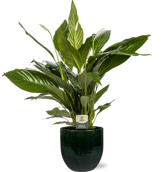 Friedenslilie - Spathiphyllum Bingo Cupido - Ø19cm - ↕80cm + Jolin Pot D20x18cm -  Topf Grün